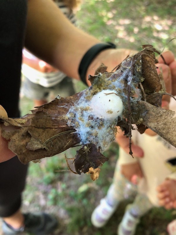 Observation des petites bêtes et d'un cocon d'araignée avec les enfants